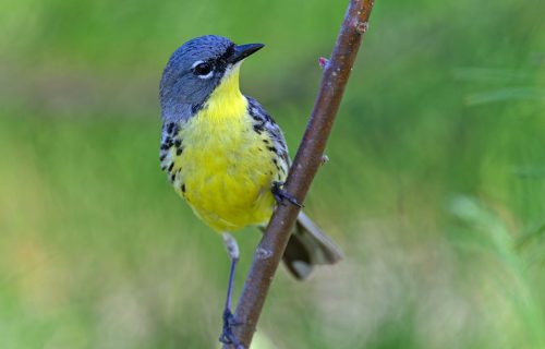KirtlandsWarbler(8510)June5WW