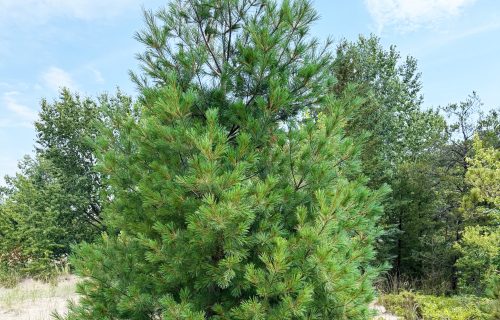 WBCC TreeIMG_3772 wwb