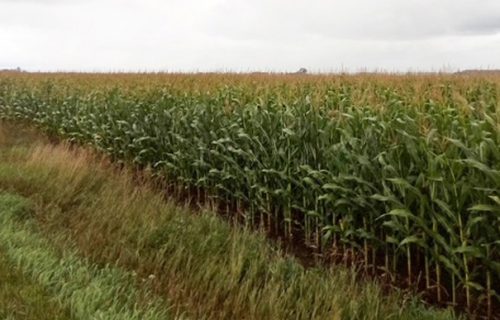WBCC corn IMG_20260823_154357(4)