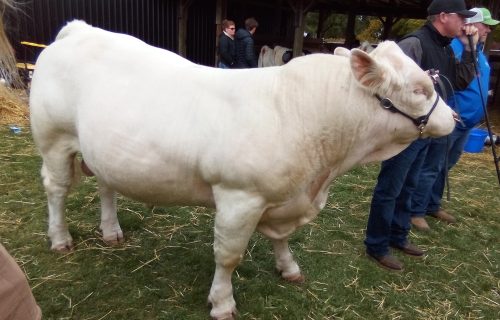 WBCC cattle IMG_20261010_124543